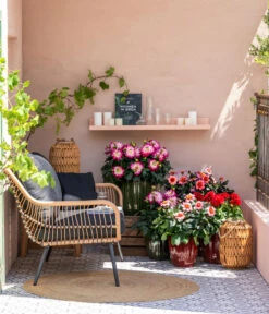 Dahlie, Verschiedene Farben 24 Dahlie, Verschiedene Farben -Elho Verkäufe 8822397 WE MO 001 ZwergDahlie GC08 2023