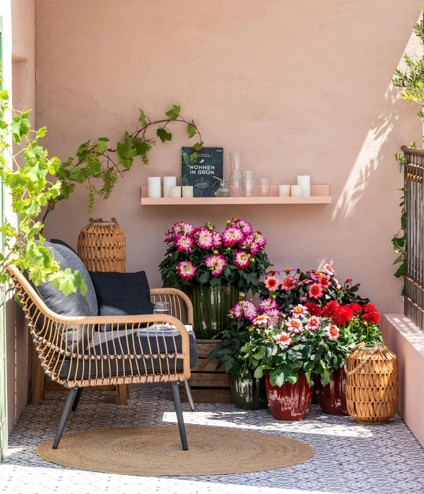 Dahlie, Verschiedene Farben 10 Dahlie, Verschiedene Farben – Bild 8