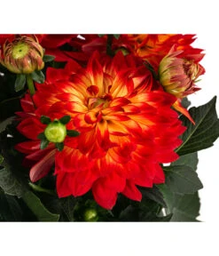 Dahlie, Verschiedene Farben 30 Dahlie, Verschiedene Farben -Elho Verkäufe 8822488 WE DE 001 DahlieT19