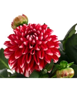 Dahlie, Verschiedene Farben 26 Dahlie, Verschiedene Farben -Elho Verkäufe 8822488 WE DE 006 DahlieT19