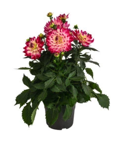 Dahlie, Verschiedene Farben 19 Dahlie, Verschiedene Farben -Elho Verkäufe 8822488 WE FS 004 DahlieT19