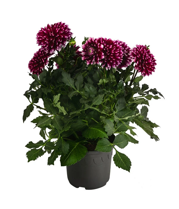 Dahlie, Verschiedene Farben 4 Dahlie, Verschiedene Farben – Bild 2