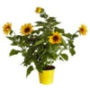 Sonnenblume 'SunBelievable®' -Elho Verkäufe 8823122 PR FS 001 HelianthusSunbelievableSonnenblumeT14NeuheutDehnerExpressZS