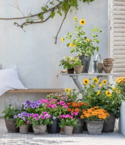 Sonnenblume 'SunBelievable®' -Elho Verkäufe 8823122 WE MO 001 HelianthusT14