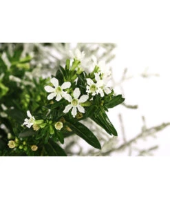 Pflanzen-Duo Herbstbrise, Verschiedene Sorten -Elho Verkäufe 8823833 WE DE 001 GitterkrautKoecherbluemchenMixWeiss