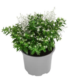 Pflanzen-Duo Herbstbrise, Verschiedene Sorten