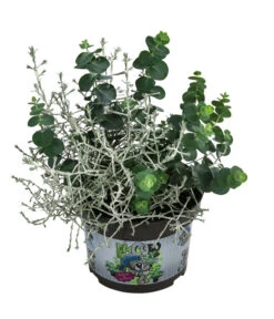 Pflanzen-Duo Herbstfrische