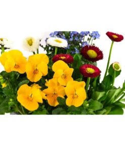 Frühlings-Quattro 7 Frühlings-Quattro -Elho Verkäufe 8823908 WE DE 001 FruehjahrQuattrosT13