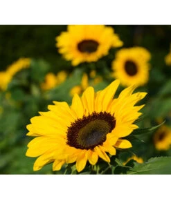 Sonnenblume -Elho Verkäufe 8824096 PR FS 001 HelianthusSonnenblumePixabay