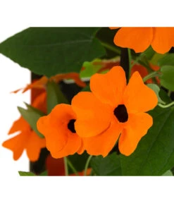 Schwarzäugige Susanne -Elho Verkäufe 8826505 WE DE 005 ThunbergiaOrangeT13