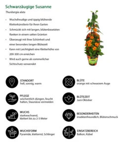 Schwarzäugige Susanne -Elho Verkäufe 8826505 WE IG 001 ThunbergiaOrangeT13