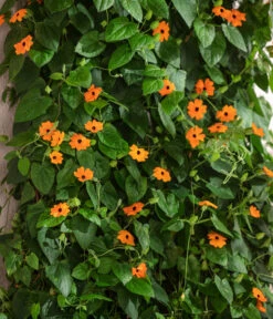 Schwarzäugige Susanne -Elho Verkäufe 8826505 WE MO 001 ThunbergiaAlataSchwarzaeugigeSusanneT13