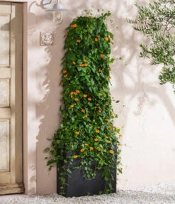 Schwarzäugige Susanne -Elho Verkäufe 8826505 WE MO 002 ThunbergiaAlataSchwarzaeugigeSusanneT13