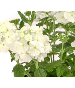 Eisenkraut, Verschiedene Farben -Elho Verkäufe 8826828 PR DE 001 VerbenaEisenkrautMixT13DehnerExpressHerzig