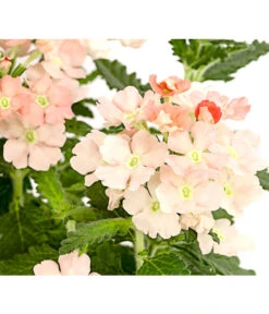 Eisenkraut, Verschiedene Farben -Elho Verkäufe 8826828 PR DE 002 VerbenaEisenkrautMixT13DehnerExpressHerzig