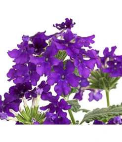 Eisenkraut, Verschiedene Farben -Elho Verkäufe 8826828 PR DE 003 VerbenaEisenkrautMixT13DehnerExpressHerzig