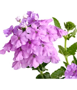 Eisenkraut, Verschiedene Farben -Elho Verkäufe 8826828 PR DE 004 VerbenaEisenkrautMixT13DehnerExpressHerzig