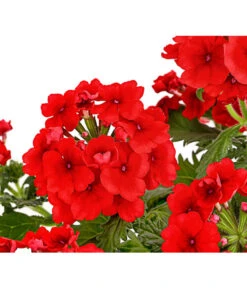 Eisenkraut, Verschiedene Farben -Elho Verkäufe 8826828 PR DE 005 VerbenaEisenkrautMixT13DehnerExpressHerzig