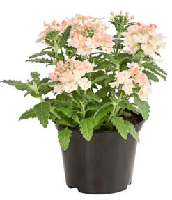 Eisenkraut, Verschiedene Farben -Elho Verkäufe 8826828 PR FS 002 VerbenaEisenkrautMixT13DehnerExpressHerzig