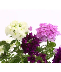 Eisenkraut-Trio -Elho Verkäufe 8827388 WE DE 001 EisenkrautVerbenaHybrideTrioT13OWDehnerExpressHerzig