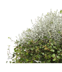 Mueca - Gitterkraut Und Mühlenbeckia -Elho Verkäufe 8829772 PR DE 0001 GitterkrautMuecaMuehlenbeckiaDehnerHerzig