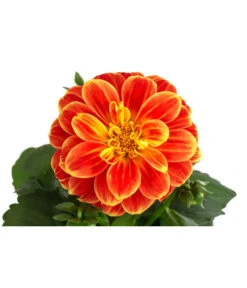 Zwergdahlie, Besonderheit -Elho Verkäufe 8829939 WE DE 002 ZwergdahlieBesonderheitT12