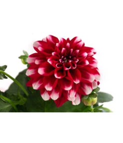 Zwergdahlie, Besonderheit -Elho Verkäufe 8829939 WE DE 003 ZwergdahlieBesonderheitT12