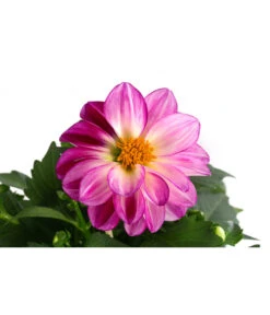 Zwergdahlie, Besonderheit -Elho Verkäufe 8829939 WE DE 004 ZwergdahlieBesonderheitT12