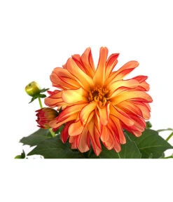 Zwergdahlie, Besonderheit -Elho Verkäufe 8829939 WE DE 005 ZwergdahlieBesonderheitT12