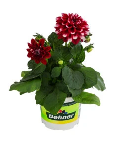 Zwergdahlie, Besonderheit -Elho Verkäufe 8829939 WE FS 003 ZwergdahlieBesonderheitT12