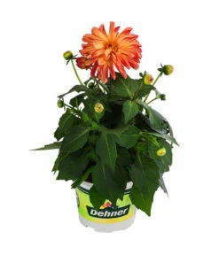 Zwergdahlie, Besonderheit -Elho Verkäufe 8829939 WE FS 005 ZwergdahlieBesonderheitT12