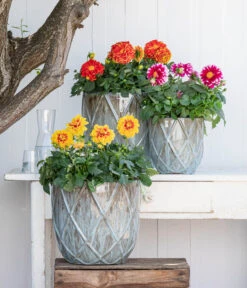 Zwergdahlie, Besonderheit -Elho Verkäufe 8829939 WE MO 001 ZwergDahlienT12