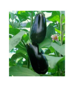 Dehner Gourmet Garten Aubergine, Veredelt -Elho Verkäufe 8830051 BildFS 001 AubergineCarmenGgAubergineCarmen
