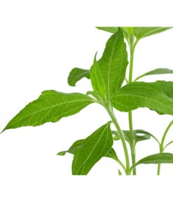 Topinambur -Elho Verkäufe 8830184 WE DE 001 Topinambur