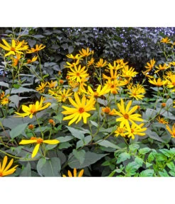 Topinambur -Elho Verkäufe 8830184 WE MO 001 Topinambur