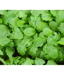 Bio Wasabi Rauke Im Pottburri®-Topf 9 Bio Wasabi Rauke Im Pottburri®-Topf -Elho Verkäufe 8830291 WE FS 003 BioPBWasabiRauke