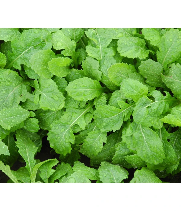 Bio Wasabi Rauke Im Pottburri®-Topf 6 Bio Wasabi Rauke Im Pottburri®-Topf – Bild 4