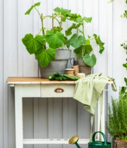 Schlangengurke 12 Schlangengurke -Elho Verkäufe 8830663 WE MO 002 Gurke CucurbitaePepoZucchiniGruen