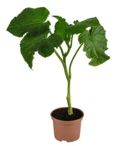 Ausgewählte Produkte -Elho Verkäufe 8830788 WE FS 001 Schlangengurke