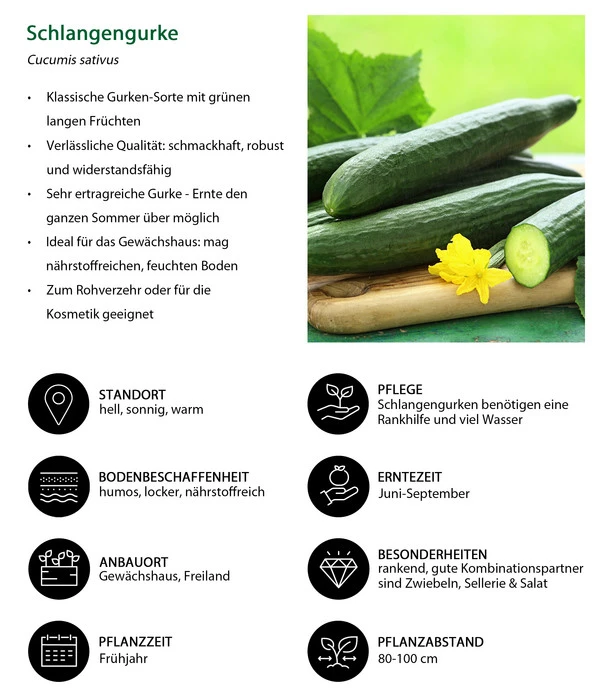 Schlangengurke 8 Schlangengurke – Bild 6