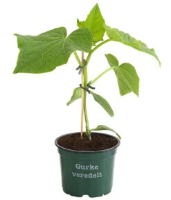 Ausgewählte Produkte -Elho Verkäufe 8830853 WE FS 001 BioSchlangengurkeVeredelt