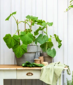 Snackgurke 10 Snackgurke -Elho Verkäufe 8830960 20200717 PR MO 001 Gurke CucurbitaePepoZucchiniGruen 2021 GC13 01