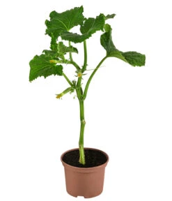 Snackgurke 8 Snackgurke -Elho Verkäufe 8830960 WE FS 001 SnackgurkeDehnerExpressHerzig