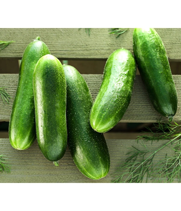 Snackgurke 3 Snackgurke