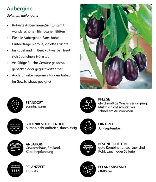 Aubergine 9 Aubergine – Bild 7