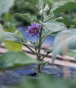 Aubergine 14 Aubergine -Elho Verkäufe 8831380 WE MO 002 SolanumAubergineBluete