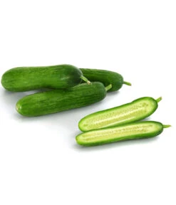 Snackgurke 9 Snackgurke -Elho Verkäufe 8833063 8830960 WE DE 001 GourmetGartenSnackgurkeVeredelt