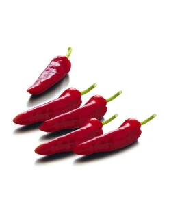 Spitzpaprika, Rot -Elho Verkäufe 8833485 WE FS 001 SpitzpaprikaRot