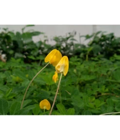 Ausgewählte Produkte -Elho Verkäufe 8834400 PR MO 002 BioErdnussPixabay