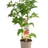 Pick-a-Tom® Cocktailtomate 'Candy' Mit Früchten -Elho Verkäufe 8838815 PR FS 002 PickaTomBeerentomateCandyT14DehnerExpressHerzig